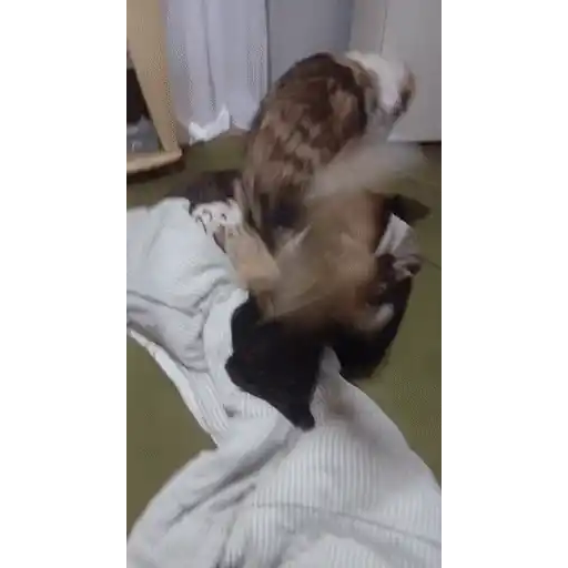 Figurinha: Cachorro bagunceiro