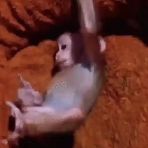 Figurinha: Macaco Dançante