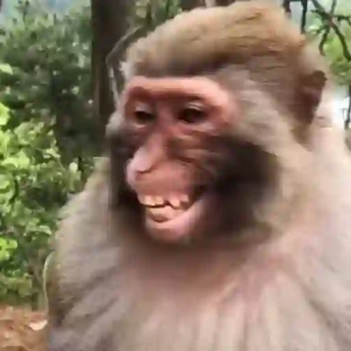 Figurinha: Macaco Sorrindo e Gargalhando