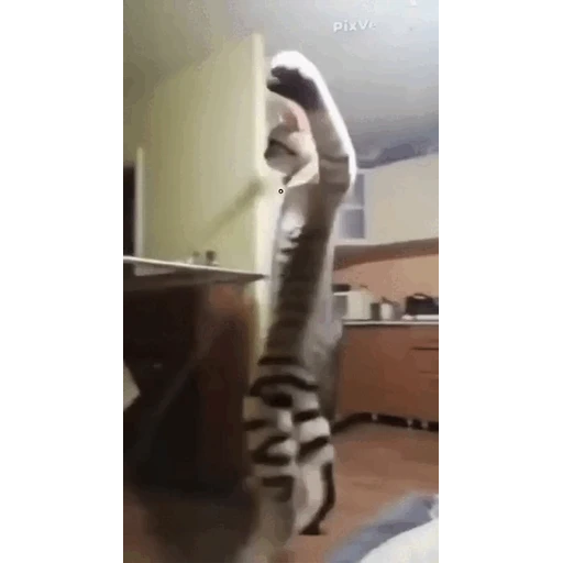 Figurinha: Gato dancante engraçado