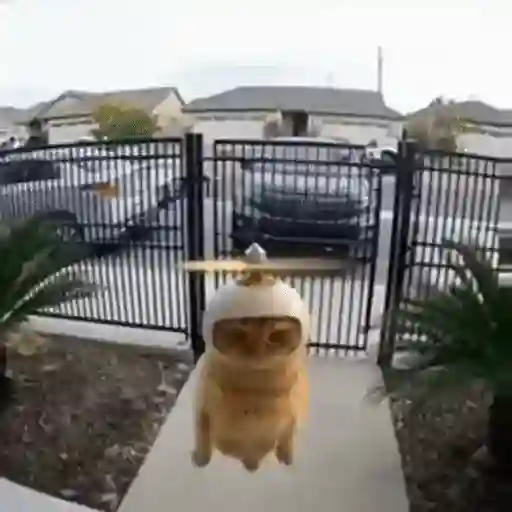 Figurinha: Gatinho voador com capacete