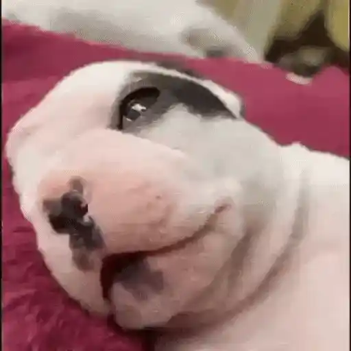 Figurinha: Filhote brincalhão
