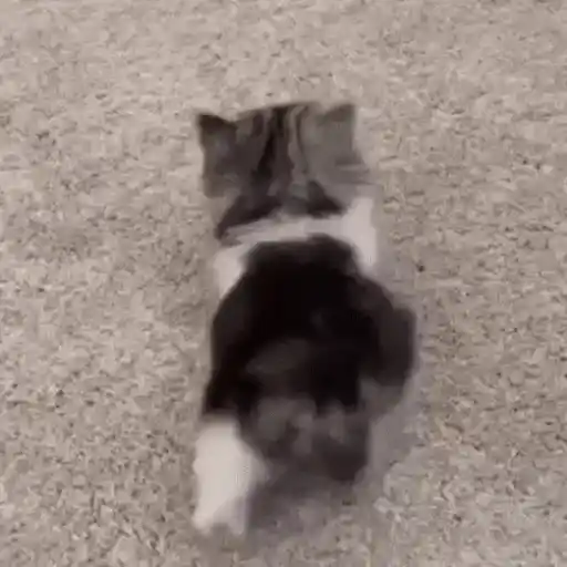 Figurinha: Gatinho cambaleando de fofura