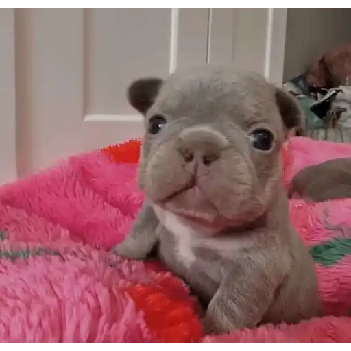 Figurinha: Filhote de Bulldog Francês bocejando