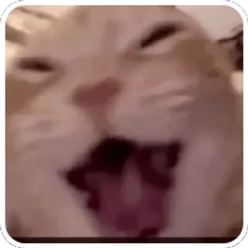 Figurinha: Gato gritando