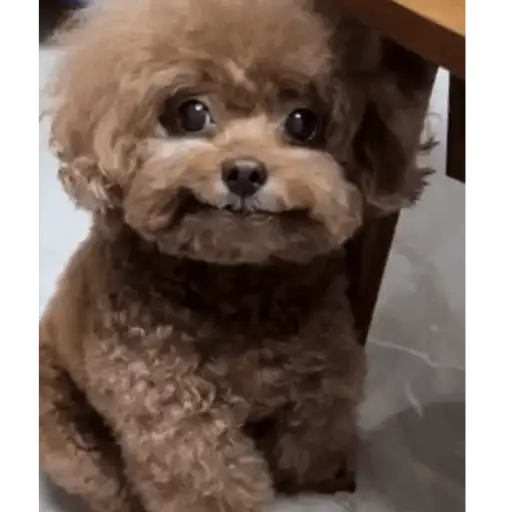 Figurinha: Cachorrinho Sorridente