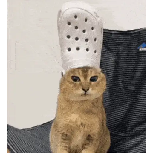Figurinha: Gato com Crocs na cabeça