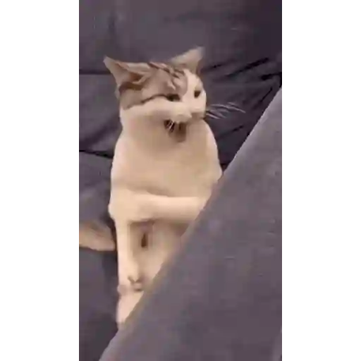 Figurinha: Gato Engraçado