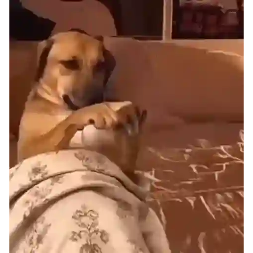 Figurinha: Cachorro dormindo