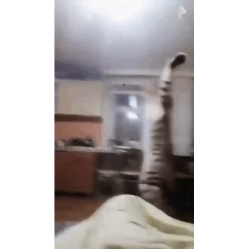 Figurinha: Gato em pé