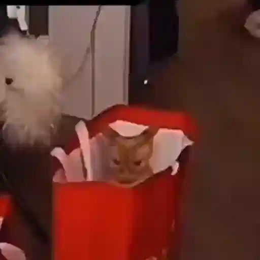 Figurinha: Gatinho na caixa