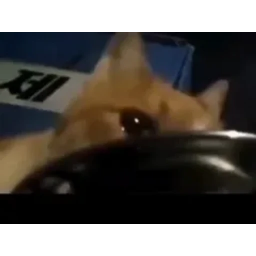 Figurinha: Gatinho triste comendo