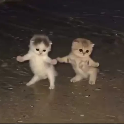 Figurinha: Gatinhos dançantes