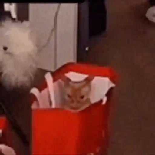 Figurinha: Gatinho na Sacola Vermelha