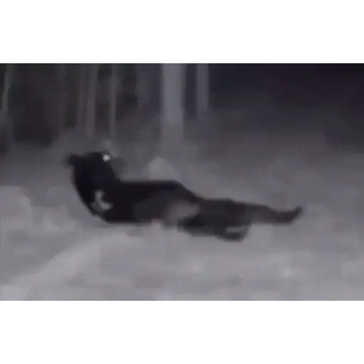 Figurinha: Urso brincando na neve