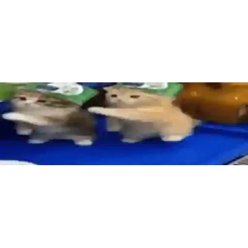 Figurinha: Gatinhos de Boné Dançando
