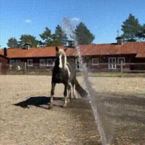 Figurinha: Cavalo brincando com água